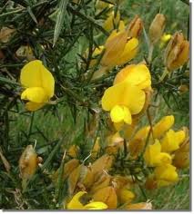  Aulaga:a beautiful plant with yellow flowers but has  very sharp spikes which does injury to livestock...